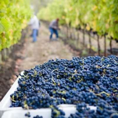 Excursion en vélo électrique dans les vignobles genevois