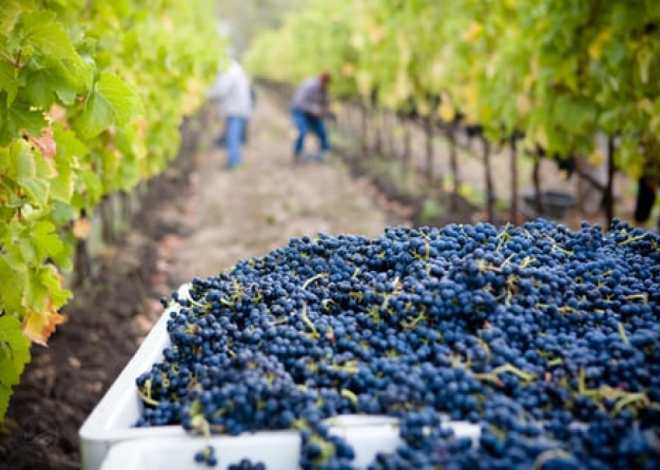 Excursion en vélo électrique dans les vignobles genevois